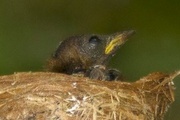 Rufous Fantail (Rhipidura rufifrons)